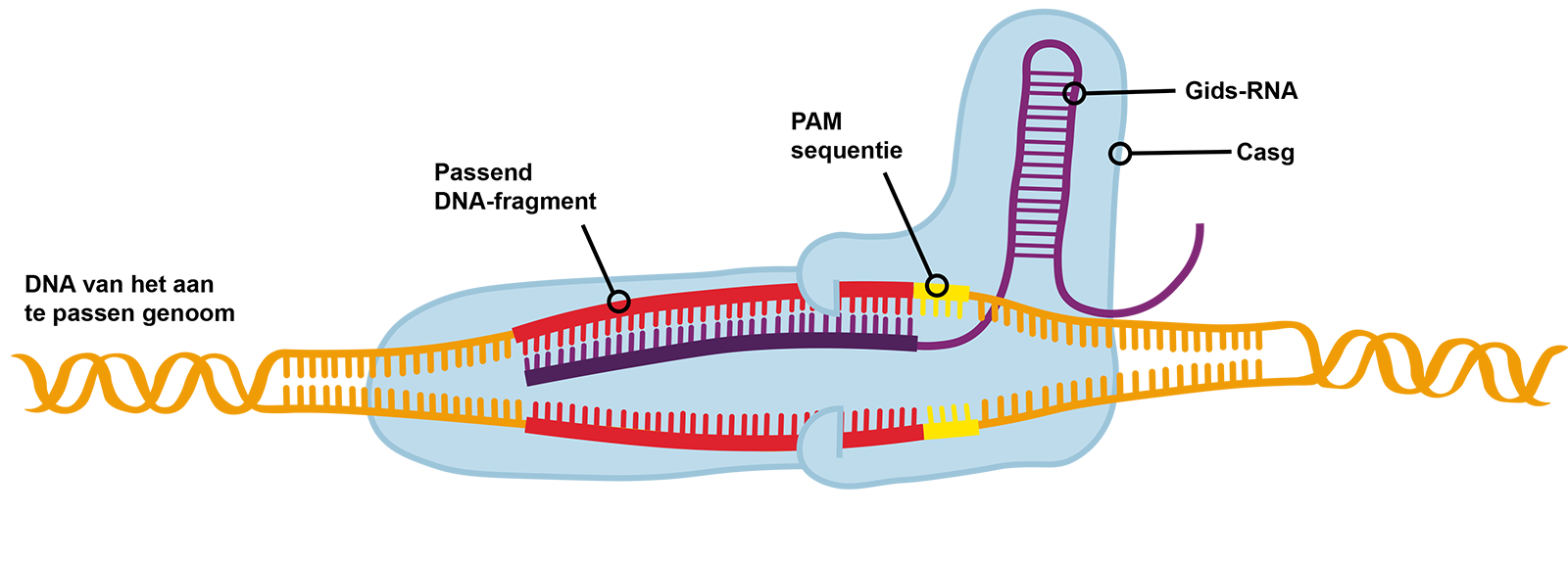 Afbeelding (kleur) RNA